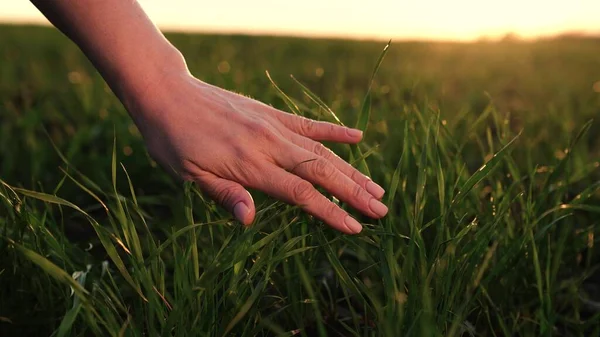 Jordbrukarna rör vid vetegroddar på bördig mark. Miljöskydd inom jordbruket. Jordbrukarens hand kontrollerar fröplantor i jordbruket. Miljöskyddskoncept för planeten — Stockfoto