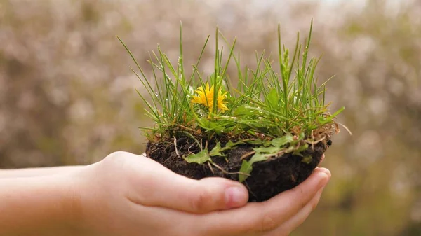 Girls hands are holding earth with spring flowers and green grass. Happy children are planting flowers. Environment protection. Saving life on planet Earth. Happy family and healthy children concept.