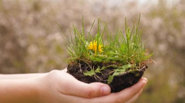 Kızların elleri toprağı bahar çiçekleri ve yeşil otlarla tutuyor. Mutlu çocuklar çiçek ekiyor. Çevre koruma. Dünya gezegeninde hayat kurtarıyorum. Mutlu aile ve sağlıklı çocuklar kavramı.