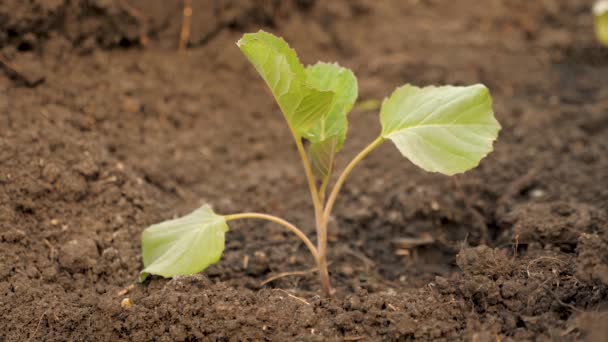 Farmers hand pours water on small sprouts of cabbage on fertile soil. slow motion. Conservation of natural resources. Planting, nature protection, sustainability. concept of protecting life on earth. — Stock Video