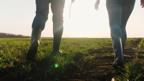 Les agriculteurs en bottes marchent avec une tablette d'ordinateur à travers le champ avec des germes verts de blé. Les agronomes marchent sur le sol au printemps, évaluant les semis de légumes verts au coucher du soleil. Technologie agricole — Video