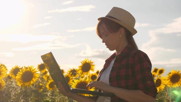 Agronomiste dans un champ de tournesols avec un ordinateur portable fonctionne au soleil. Femme d'affaires avec un ordinateur dans ses mains sur un champ de tournesol. Analyse des récoltes. agricultrice travaillant dans le domaine. — Photo