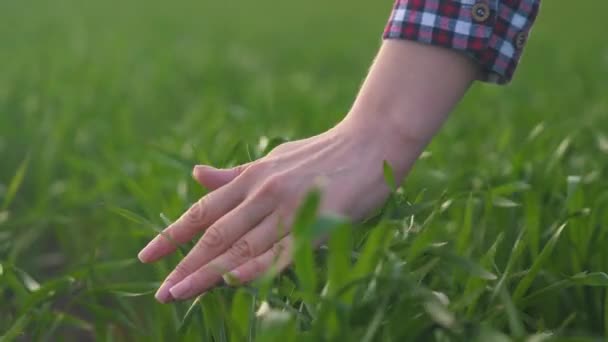 La mano de los agricultores toca brotes de trigo en tierras fértiles. Protección del medio ambiente en la agricultura. La mano femenina del agricultor comprueba las plántulas del grano en la agricultura. Planeta del concepto de protección ambiental — Vídeo de stock