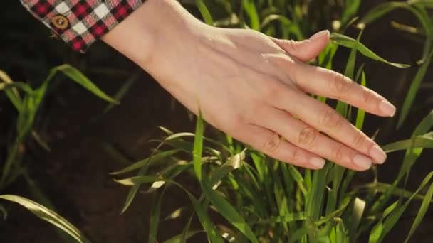 Rolnicy dotykają kiełków pszenicy na żyznej ziemi. Ochrona środowiska w rolnictwie. Żeńska ręka rolnika sprawdza sadzonki zboża w rolnictwie. Planeta koncepcji ochrony środowiska — Wideo stockowe