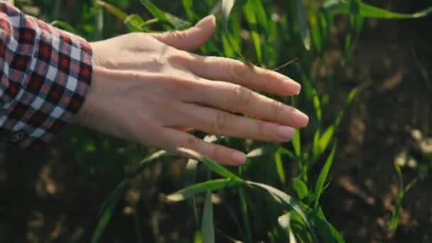 Les agriculteurs touchent à la main les germes de blé sur des terres fertiles. Protection de l'environnement en agriculture. La main féminine de l'agriculteur contrôle les semis de céréales dans l'agriculture. Planète du concept de protection de l'environnement — Video