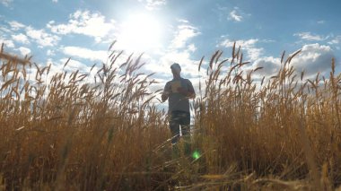 Tabletli kıdemli çiftçi tarlada buğday hasadını inceliyor. Çiftçi buğday tarlasında tablet bilgisayarla çalışıyor. Tarım işi. İş adamı tahıl hasadını analiz ediyor. Tahıl hasadı.