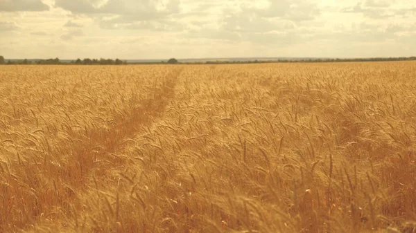 Las espigas de trigo en el campo en verano. Agricultura, cosecha de trigo maduro. Un hermoso campo de trigo grande. Buena cosecha de trigo en el verano en el campo. Paisaje Selsius. Cultivar pan — Foto de Stock