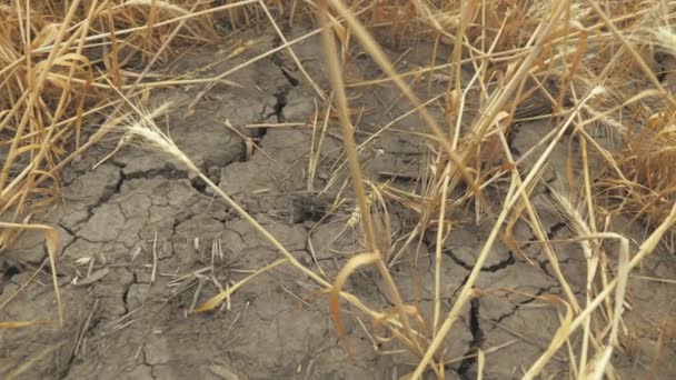 干旱，小麦歉收。没有水的田野地球因热而爆炸.干干裂的土壤.气候变化、环境灾难和地面裂缝、农业用地退化. — 图库视频影像