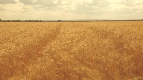 As orelhas de trigo no campo no verão. Agricultura, colheita colheita madura de trigo maduro. Um belo campo de trigo. Boa colheita de trigo no verão no campo. Paisagem selsius. Pão em crescimento — Vídeo de Stock