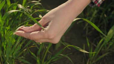 Çiftçiler fidanlıkta buğday mikroplarına dokunuyor. Tarım alanında çevresel koruma. Çiftçinin dişisi tarımdaki tahıl fidelerini kontrol ediyor. Çevre koruma kavramı gezegeni
