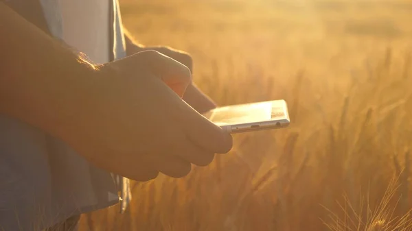 Buğday tarlasında çiftçinin elinde bulunan dijital bir tablet. Modern Tarım. Bilgisayar tabletli tarımcı tarlada buğday hasadını inceliyor. İş adamı tahıl hasadını analiz ediyor. Tarım sektörü. — Stok fotoğraf