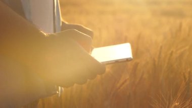 Buğday tarlasında çiftçinin elinde bulunan dijital bir tablet. Modern Tarım. Bilgisayar tabletli tarımcı tarlada buğday hasadını inceliyor. İş adamı tahıl hasadını analiz ediyor. Tarım sektörü.