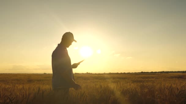 Landwirt arbeitet mit Tablet-Computer auf dem Weizenfeld. Landwirtschaft. Agronom mit Tablette untersucht die Weizenernte auf dem Feld. Geschäftsmann bei der Analyse der Getreideernte. Getreideernte. Agrargeschäft. — Stockvideo