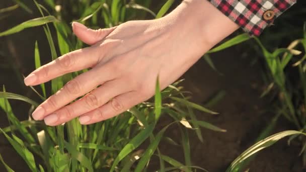 Mão feminina de agricultor verifica mudas de grãos na agricultura. A mão dos agricultores toca brotos de trigo em terras férteis. Protecção do ambiente na agricultura. Planeta de conceito de proteção ambiental — Vídeo de Stock