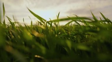 Genç yeşil buğday filizleri tarlada rüzgarı sallıyor, karşı gökyüzünde. Yakın plan. Tarlada buğday yetiştirmek, tahıl yetiştirmek. Baharda çavdar fideleri. Çevre dostu buğday yetiştirme.