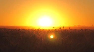 Buğday kulakları güneşte gökyüzüne karşı. Hasat zamanı. Temizlik. Buğday dalları ve buğday tozu rüzgarı. Mısır gevreği hasadı yazın olgunlaşır. Tarım işi. Çevre dostu buğday