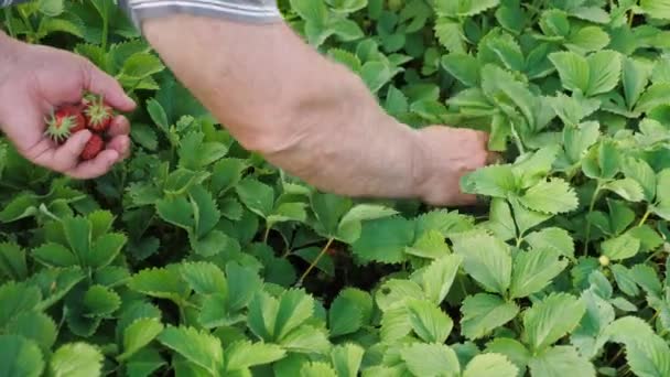 El agricultor recoge deliciosas berenjenas maduras.El jardinero cosecha fresas frescas. Primer plano. La mano de los jardineros muestra fresas rojas en el verano en el jardín. Un hombre sostiene un terrón maduro en su palma — Vídeos de Stock