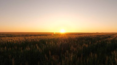Gün doğumunda olgunlaşan buğday tarlası. Tarım sektörü konsepti. Çevre dostu buğday. Buğday dalları ve buğday tozu rüzgarı. tahıl hasadı yazın olgunlaşır..