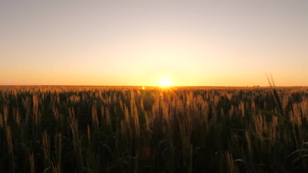日の出の朝に熟す小麦のフィールド。農業ビジネスの概念。環境に優しい小麦。小麦の小穂に穀物の揺れ風があります。夏になると穀物収穫が始まり. — ストック動画