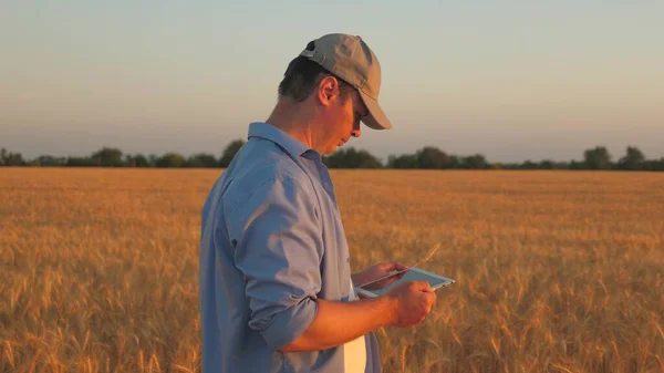 El agricultor se dedica a la agricultura cultivando trigo. Antiguo granjero senior con tableta digital trabajando en el campo, granja inteligente en el campo de trigo. Negocio agrícola. Hombre de negocios trabajando en el campo, cosechando grano — Foto de Stock