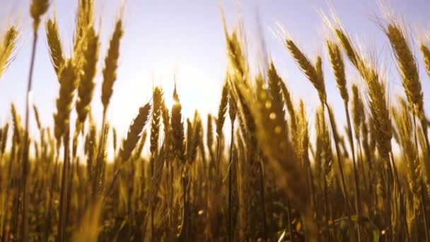 Trigo amigo do ambiente. Campo de amadurecimento de trigo contra o céu azul. Espiguetas de trigo com grão agita o vento. A colheita de grãos amadurece no verão. Conceito de empresa agrícola. — Vídeo de Stock