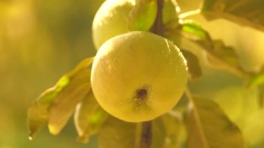 Bahçedeki bir ağaç dalına su damlatan yeşil elma. Yaz bahçesi. Elma hasadı elma ağacında olgunlaşıyor. Bahçe işleri konsepti. Yiyecek yetiştiriyor, açık havada meyve yetiştiriyor. Taze, lezzetli, sulu meyveler.