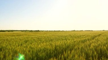 Tarım sektörü konsepti. Mavi gökyüzünün altında olgunlaşmış yeşil buğday tarlası. Tahıllı buğday başakları rüzgarı sallar. Çevre dostu buğday. Tahıl hasadı yazın olgunlaşır..