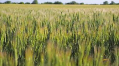Tarım sektörü konsepti. Bereketli topraklarda yetişen yeşil olgunlaşan buğday tarlası. Buğday dalları ve buğday tozu rüzgarı. Tahıl hasadı yazın olgunlaşır. Çevre dostu buğday