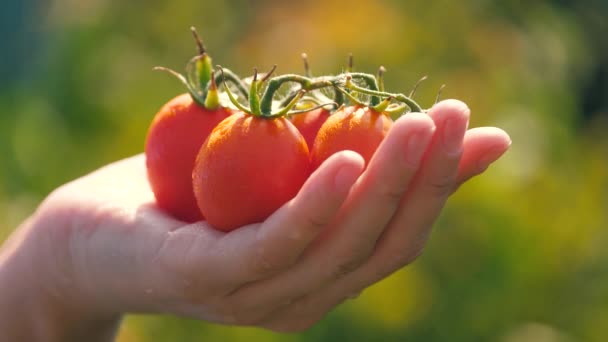 Farmer trzyma w ręku świeże dojrzałe czerwone pomidory. Czerwone soczyste pomidory na dłoni dziewczyny ogrodnika. Rolnictwo uprawiające ekologiczne warzywa, gospodarstwo. Rolnik sprzedaje świeże zbiory, zbiory pomidorów. zbliżenie — Wideo stockowe