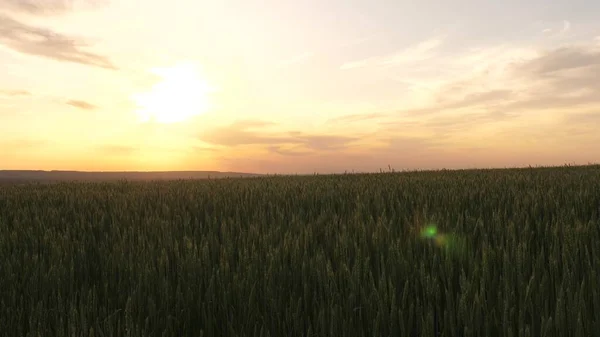 Trigo ecológico. Concepto de negocio agrícola. Un campo de trigo verde que madura contra un cielo azul. Espiguillas de trigo con grano sacude el viento. cosecha de grano madura en verano. — Foto de Stock