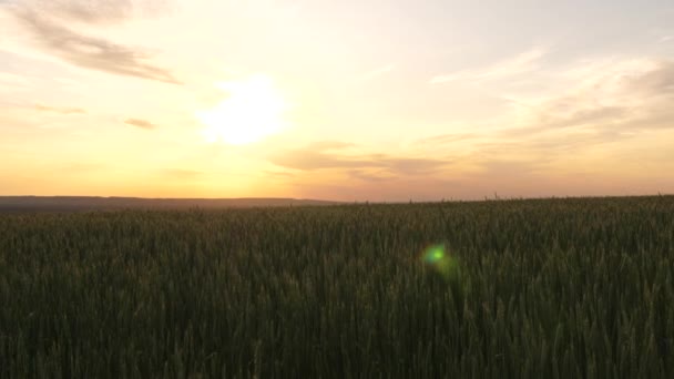 Trigo ecológico. Concepto de negocio agrícola. Un campo de trigo verde que madura contra un cielo azul. Espiguillas de trigo con grano sacude el viento. cosecha de grano madura en verano. — Vídeos de Stock