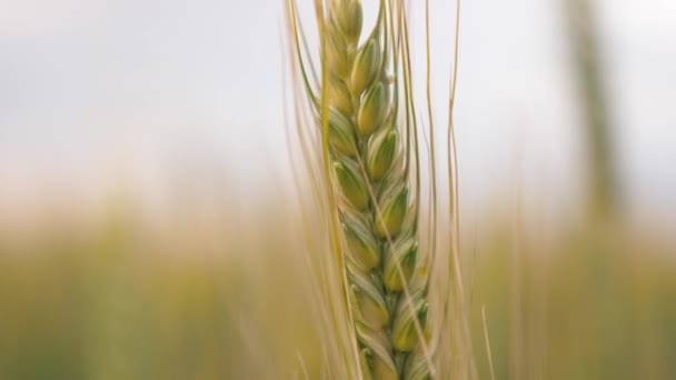 Колоски пшениці з зерном трясеться вітром проти блакитного неба. Дозрівання поля зеленої пшениці. Екологічно чиста пшениця. Зерно влітку дозріває. Концепція аграрного бізнесу. Вирощування хліба — стокове відео