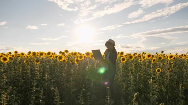 Business woman works in field of sunflowers with laptop and talks on smartphone. Woman farmer on sunflower plantation. Business concept. Oilseeds. Assessment of the summer seed oil harvest in field