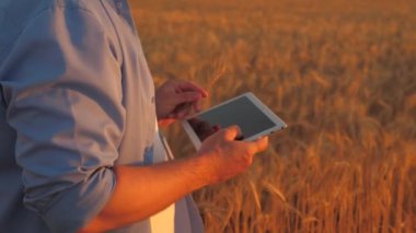 Çiftçi buğday yetiştirmekle meşgul. Dijital tabletli yaşlı çiftçi tarlada çalışıyor, buğday tarlasında akıllı çiftçi. Tarım işi. İş adamı tarlada çalışıyor, tahıl topluyor.