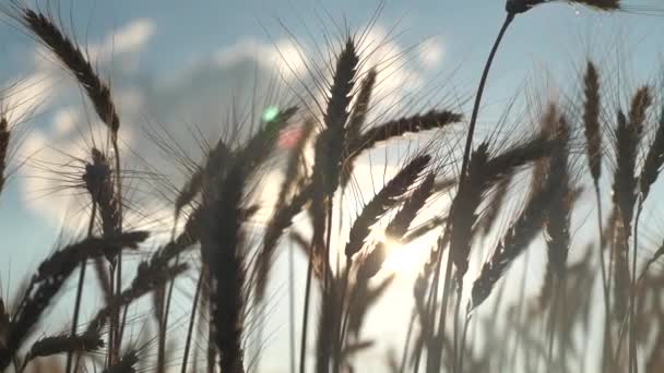 Špičáky pšenice s větrem, který třese obilím. Uši pšenice proti modré obloze na slunci. Obilné pole. Čas sklízet. Sklizeň obilovin zraje v létě. Zemědělský obchod. Šetrná k životnímu prostředí — Stock video