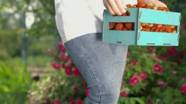 Kadın bahçıvan, tarladan toplanmış olgun çilek dolu bir kutu taşıyor, ağır çekimde. Çiftçi çiftliğinde taze kırmızı çilek yetiştirdi. Böğürtlenler yazın lezzetlidir. Piyasada mahsul sat.