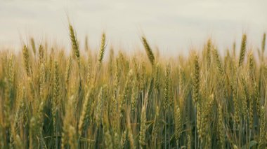 Çevre dostu buğday. Tarım sektörü konsepti. Olgunlaşmış buğday tarlası. Tahıl hasadı yazın olgunlaşır. Tahıllı buğday başakları rüzgarı sallar.