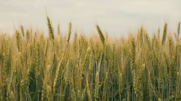 Çevre dostu buğday. Tarım sektörü konsepti. Olgunlaşmış buğday tarlası. Tahıl hasadı yazın olgunlaşır. Tahıllı buğday başakları rüzgarı sallar.
