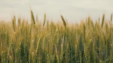Çevre dostu buğday. Tarım sektörü konsepti. Olgunlaşmış buğday tarlası. Tahıl hasadı yazın olgunlaşır. Tahıllı buğday başakları rüzgarı sallar.