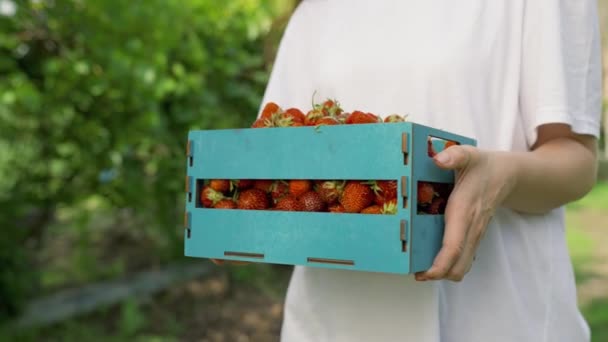 Gärtnerin trägt volle Holzkiste mit reifen Erdbeeren vom Feld, Zeitlupe. Verkaufen Ernte auf dem Markt. Bauer hat auf seiner Plantage frische rote Erdbeeren angebaut. Beeren sind im Sommer lecker. — Stockvideo