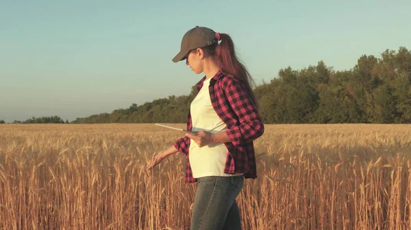 밀 밭에서 타블렛을 만드는 농부 여성. 밭에서 밀 수확을 연구하고 있는 농학자. 곡물 수확을 분석하는 비지니스 여성. 곡식 수확. 농업 사업. — 스톡 사진