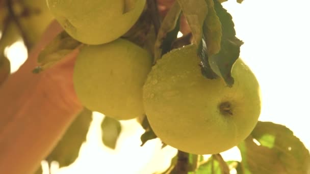 Green apple with water drops on tree branch in garden is being picked by gardeners hand. Harvesting apples in Summer Garden. Apples ripen on apple tree. Fresh, tasty, juicy fruits, gardening — Stock Video