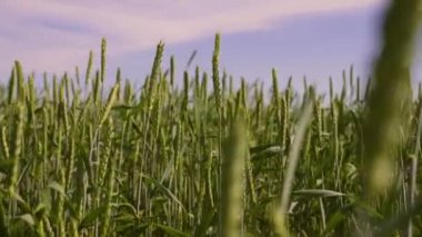 Çevre dostu buğday. Mavi gökyüzüne karşı olgunlaşan buğday tarlası. Tahıllı buğday başakları rüzgarı sallar. Tahıl hasadı yazın olgunlaşır. Tarım sektörü kavramı.