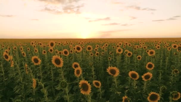 Un campo con girasoles florecientes y luz solar. Paisaje de verano con un gran campo de cultivo amarillo con girasoles. Hermosa vista del campo de girasol durante la puesta del sol. Agricultura — Vídeo de stock