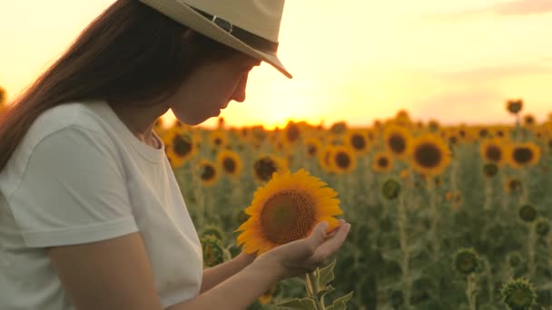 Farmářka pracuje v létě na slunečnicovém poli, zkoumá kvetoucí slunečnice, při západu slunce zkoumá slunečnicové plantáže. Zemědělský obchod. Zemědělství, výroba potravin, příroda — Stock video