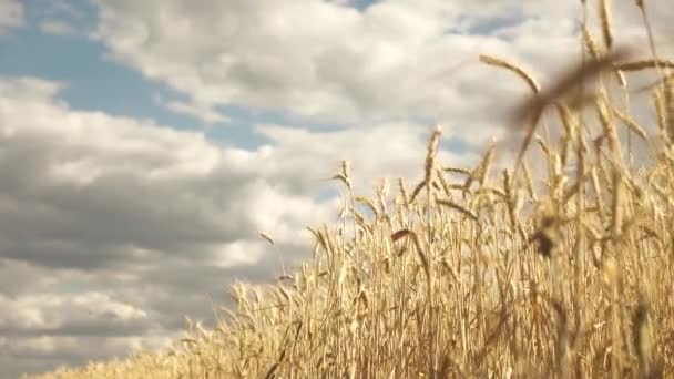 Колючки пшеницы с зерном трясут ветер. Урожай зерна созревает летом. Уши пшеницы против неба на солнце. Зерновое поле. Пора собирать урожай. Сельскохозяйственный бизнес. Экологически чистая пшеница — стоковое видео