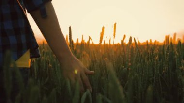 El çiftçisi güneşte buğday tarlasına dokunup hasadını inceliyor. Tarım işi. Kadın çiftçi gün batımında bir buğday tarlasında yürüyor, elleriyle yeşil buğday başaklarına dokunuyor..