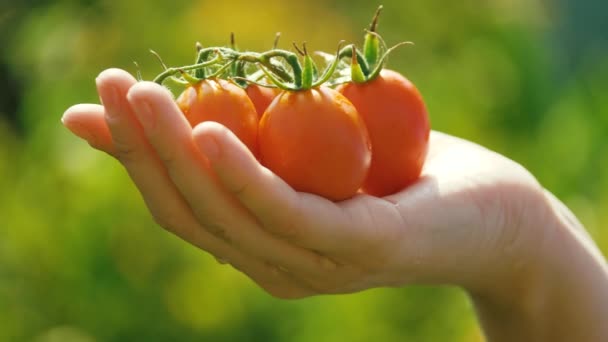 Czerwone soczyste pomidory na dłoni dziewczyny ogrodnika. Farmer trzyma w ręku świeże dojrzałe czerwone pomidory. Rolnictwo uprawiające ekologiczne warzywa, gospodarstwo. Rolnik sprzedaje świeże zbiory, zbiory pomidorów. zbliżenie — Wideo stockowe