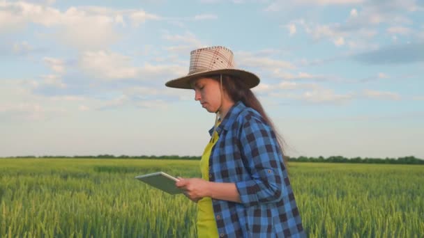 Женщина-фермер с табличкой в руке работает летом на пшеничном поле. Старший фермер, владелец бизнеса с планшетом на пшеничном поле. Агроном с цифровой табличкой в руках. Бизнесвумен — стоковое видео
