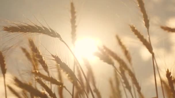 Las orejas de trigo amarillo con grano sacuden el viento contra el cielo y el sol. Primer plano. Concepto de negocio agrícola. La cosecha de cereales madura en verano. Campo de trigo en maduración en los rayos del atardecer. Trigo ecológico — Vídeos de Stock